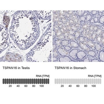 Anti-TSPAN16 antibody produced in rabbit Prestige Antibodies&#174; Powered by Atlas Antibodies, affinity isolated antibody, buffered aqueous glycerol solution