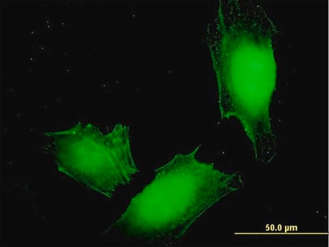 Monoclonal Anti-MAGEA4 antibody produced in mouse clone 3D12, purified immunoglobulin, buffered aqueous solution