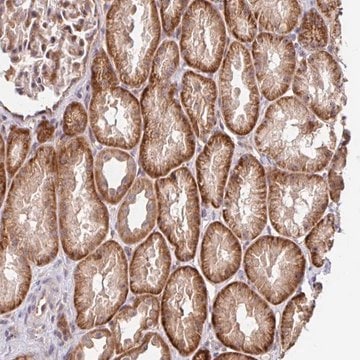 Anti-STYXL1 antibody produced in rabbit Prestige Antibodies&#174; Powered by Atlas Antibodies, affinity isolated antibody, buffered aqueous glycerol solution