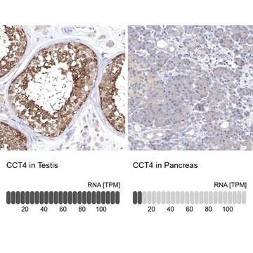 Anti-CCT4 antibody produced in rabbit Prestige Antibodies&#174; Powered by Atlas Antibodies, affinity isolated antibody, buffered aqueous glycerol solution