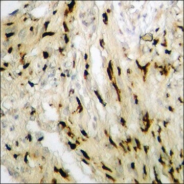 Anti-phospho-GATA4 (pSer262) antibody produced in rabbit affinity isolated antibody