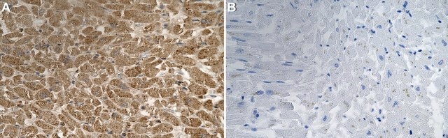 Anti-Mitochondria Antibody, clone 113-1 ZooMAb&#174; Mouse Monoclonal recombinant, expressed in HEK 293 cells