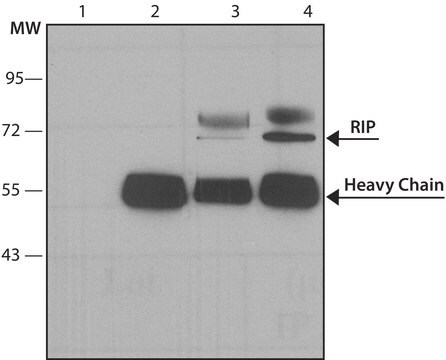 Anti-RIP (Receptor Interacting Protein) antibody produced in rabbit affinity isolated antibody, buffered aqueous solution