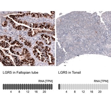 Monoclonal Anti-Lgr5 Antibody Produced In Mouse Prestige Antibodies&#174; Powered by Atlas Antibodies, clone CL13567, affinity isolated antibody, buffered aqueous glycerol solution