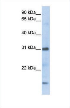 Anti-CXCL16 antibody produced in rabbit affinity isolated antibody