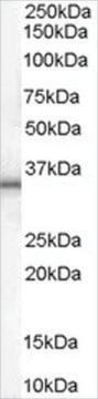 Anti-UCP1 antibody produced in goat affinity isolated antibody, buffered aqueous solution