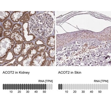 Anti-ACOT2 Prestige Antibodies&#174; Powered by Atlas Antibodies, affinity isolated antibody