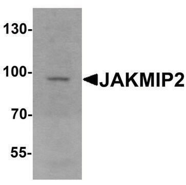 Anti-JAKMIP2 antibody produced in rabbit affinity isolated antibody, buffered aqueous solution