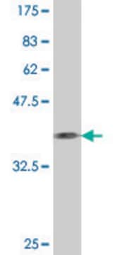 Monoclonal Anti-C1QR1 antibody produced in mouse clone 1A4, purified immunoglobulin, buffered aqueous solution