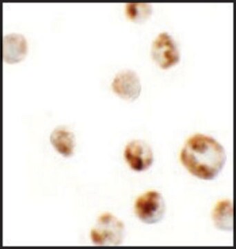 Anti-AFAP1L1 antibody produced in rabbit affinity isolated antibody