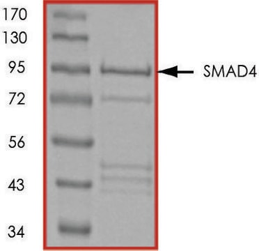 SMAD4, GST tagged human recombinant, expressed in E. coli, &#8805;70% (SDS-PAGE), buffered aqueous glycerol solution