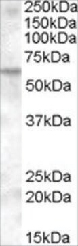 Anti-KPNA6 antibody produced in goat affinity isolated antibody, buffered aqueous solution