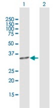 Anti-C2orf47 antibody produced in rabbit purified immunoglobulin, buffered aqueous solution