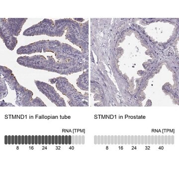 Anti-STMND1 antibody produced in rabbit Prestige Antibodies&#174; Powered by Atlas Antibodies, affinity isolated antibody