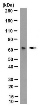 Anti-Cryptochrome-1 Antibody, clone D46-3361 clone D46-3361, from rat