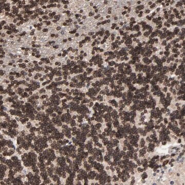 Anti-CCDC175 antibody produced in rabbit Prestige Antibodies&#174; Powered by Atlas Antibodies, affinity isolated antibody, buffered aqueous glycerol solution