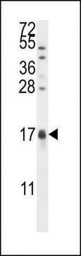 ANTI-CAMK2N1 (C-TERM) antibody produced in rabbit IgG fraction of antiserum, buffered aqueous solution