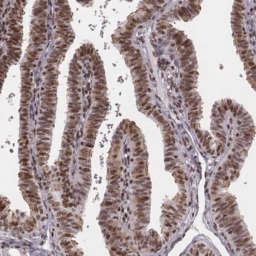 Anti-LUC7L antibody produced in rabbit Prestige Antibodies&#174; Powered by Atlas Antibodies, affinity isolated antibody