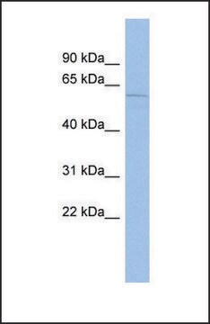 Anti-MCOLN3 antibody produced in rabbit affinity isolated antibody