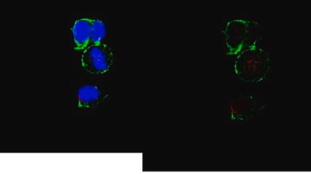 Anti-Mis12 Complex from rabbit