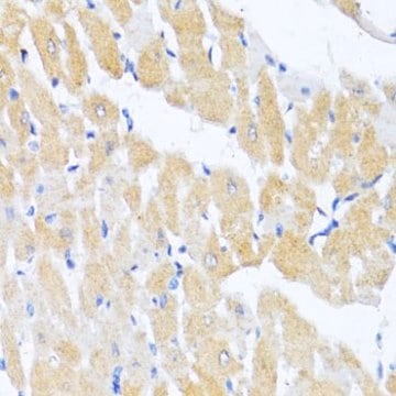 Anti-EIF2S1 antibody produced in rabbit