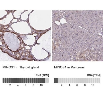 Anti-MINOS1 antibody produced in rabbit Prestige Antibodies&#174; Powered by Atlas Antibodies, affinity isolated antibody, buffered aqueous glycerol solution