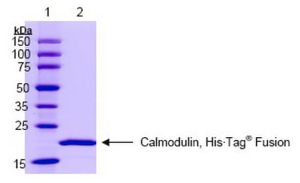 Kalmodulina, His-Tag&#174; ludzki, rekombinowany Calmodulin, His&#8226;Tag Human, Recombinant, is a full-length, recombinant human calmodulin fused to a His&#8226;Tag sequence at the N-terminus. Contains four functional Ca2+-binding sites.