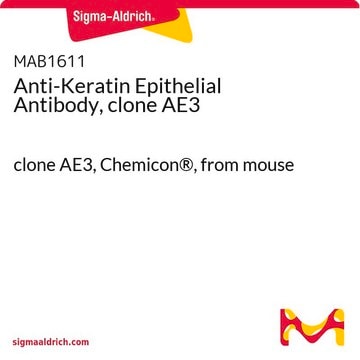 Anti-Keratin Epithelial Antibody, clone AE3 clone AE3, Chemicon&#174;, from mouse