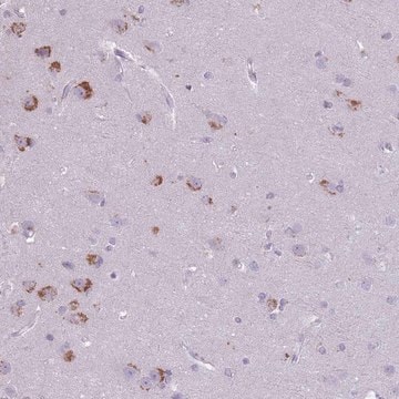 Anti-CNTNAP3 antibody produced in rabbit Prestige Antibodies&#174; Powered by Atlas Antibodies, affinity isolated antibody, buffered aqueous glycerol solution