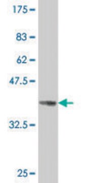 ANTI-PAX8 antibody produced in mouse clone 1D1, purified immunoglobulin, buffered aqueous solution