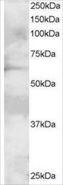 Anti-GRB7, N-Terminal antibody produced in goat affinity isolated antibody, buffered aqueous solution