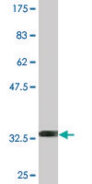 Monoclonal Anti-NXF2 antibody produced in mouse clone 4G1, purified immunoglobulin, buffered aqueous solution