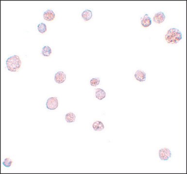 Anti-ATP11A antibody produced in rabbit affinity isolated antibody, buffered aqueous solution