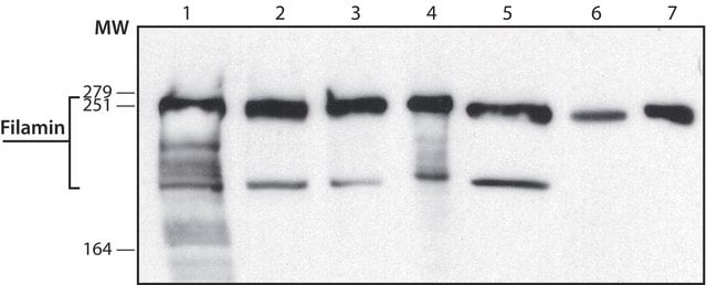 Anti-Filamin antibody,Mouse monoclonal clone PM6/317, purified from hybridoma cell culture