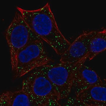 Anti-ABT1 antibody produced in rabbit Prestige Antibodies&#174; Powered by Atlas Antibodies, affinity isolated antibody