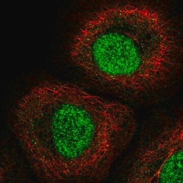 Anti-Irf1 Antibody Produced In Rabbit Prestige Antibodies&#174; Powered by Atlas Antibodies, affinity isolated antibody, buffered aqueous glycerol solution