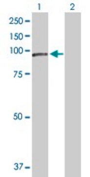 Anti-NCSTN antibody produced in rabbit purified immunoglobulin, buffered aqueous solution