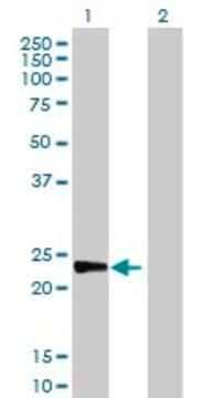 Anti-MAD2L2 antibody produced in rabbit IgG fraction of antiserum, buffered aqueous solution