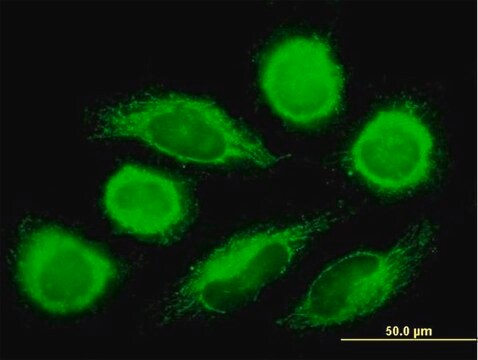 Anti-DNAJC11 antibody produced in mouse IgG fraction of antiserum, buffered aqueous solution