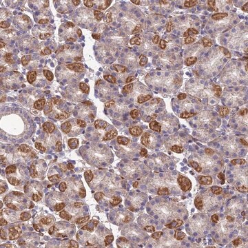 Anti-SEL1L3 antibody produced in rabbit Prestige Antibodies&#174; Powered by Atlas Antibodies, affinity isolated antibody, buffered aqueous glycerol solution