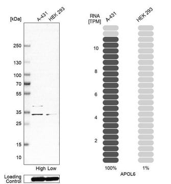 Anti-APOL6 antibody produced in rabbit Prestige Antibodies&#174; Powered by Atlas Antibodies, affinity isolated antibody, buffered aqueous glycerol solution