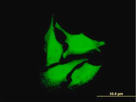 Monoclonal Anti-DEPDC1 antibody produced in mouse clone 6H1, purified immunoglobulin, buffered aqueous solution