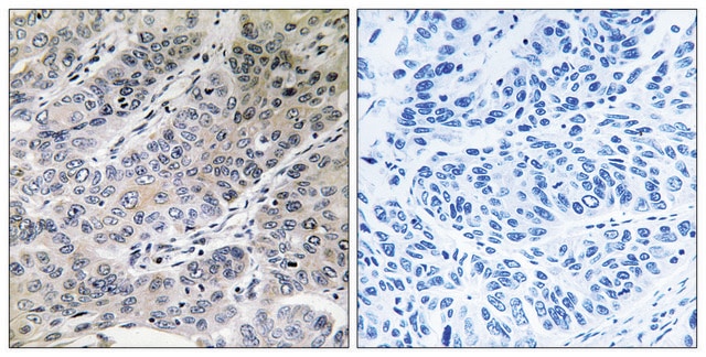 Anti-BRP44 antibody produced in rabbit affinity isolated antibody