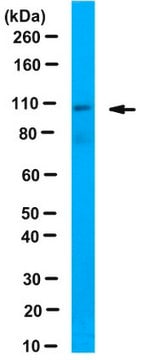 Anti-PAX3/7BP Antibody serum, from rabbit