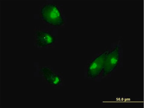 Anti-NUCB1 antibody produced in mouse purified immunoglobulin, buffered aqueous solution