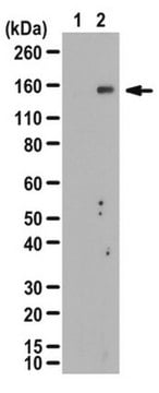 Anti-phospho-IRS-2 (Ser388) Antibody from rabbit, purified by affinity chromatography