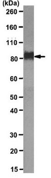 Anti-LAMP-2 Antibody, clone ABL-93 clone ABL-93, from rat