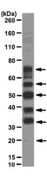 Anticorps anti-protéines à phospho-épitope SR, clone&nbsp;1H4 clone 1H4, from mouse