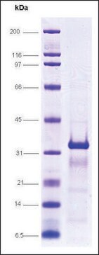 Pregnane X receptor (138-434), His tagged human recombinant, expressed in E. coli, &#8805;85% (SDS-PAGE)