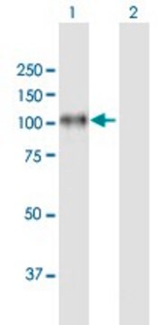 Anti-ITGB8 antibody produced in mouse purified immunoglobulin, buffered aqueous solution